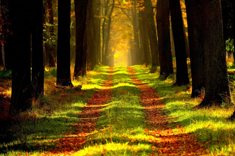 Enchanted Forest Clearing